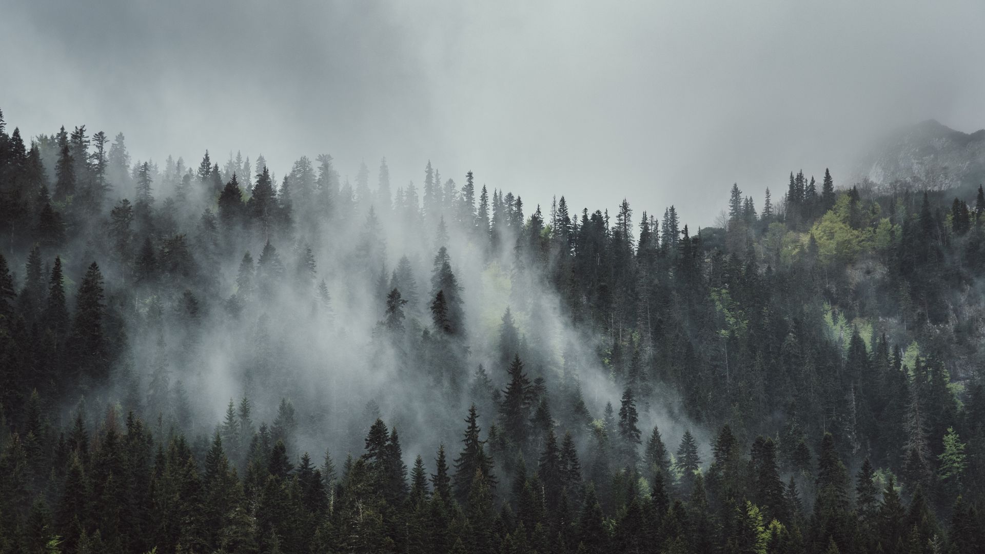 Magic Forest — Trainingskarten